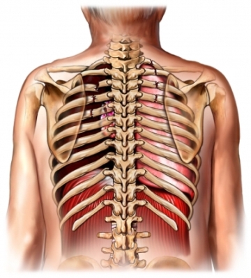 ribs rib pain